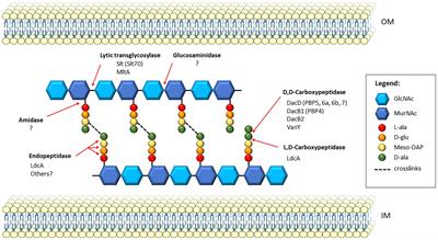 Peptidoglycan enzymes of Francisella: Roles in cell morphology and pathogenesis, and potential as therapeutic targets